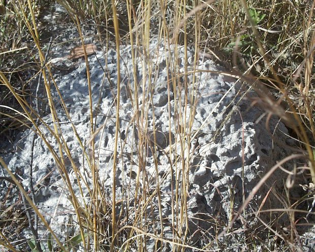 Small termite mound